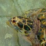 Old Hegg Bequia Turtle Sanctuary Grenadine - crociere catamarano Caraibi - © Galliano